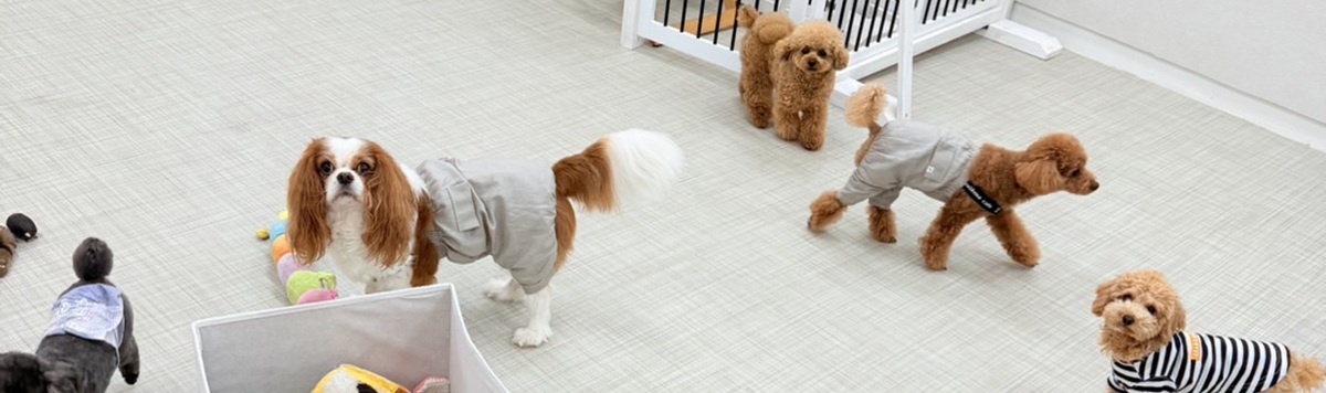 犬の幼稚園 のびのびとした環境でお預かり致します